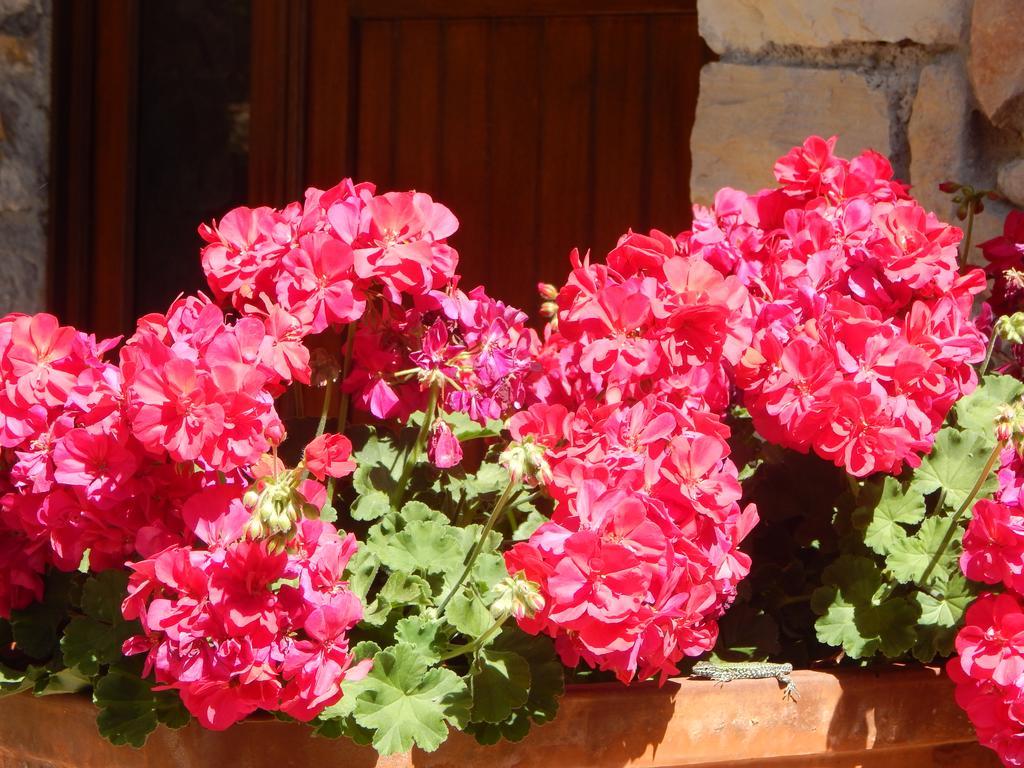 I Lecci Bed & Breakfast Lerici Exterior foto