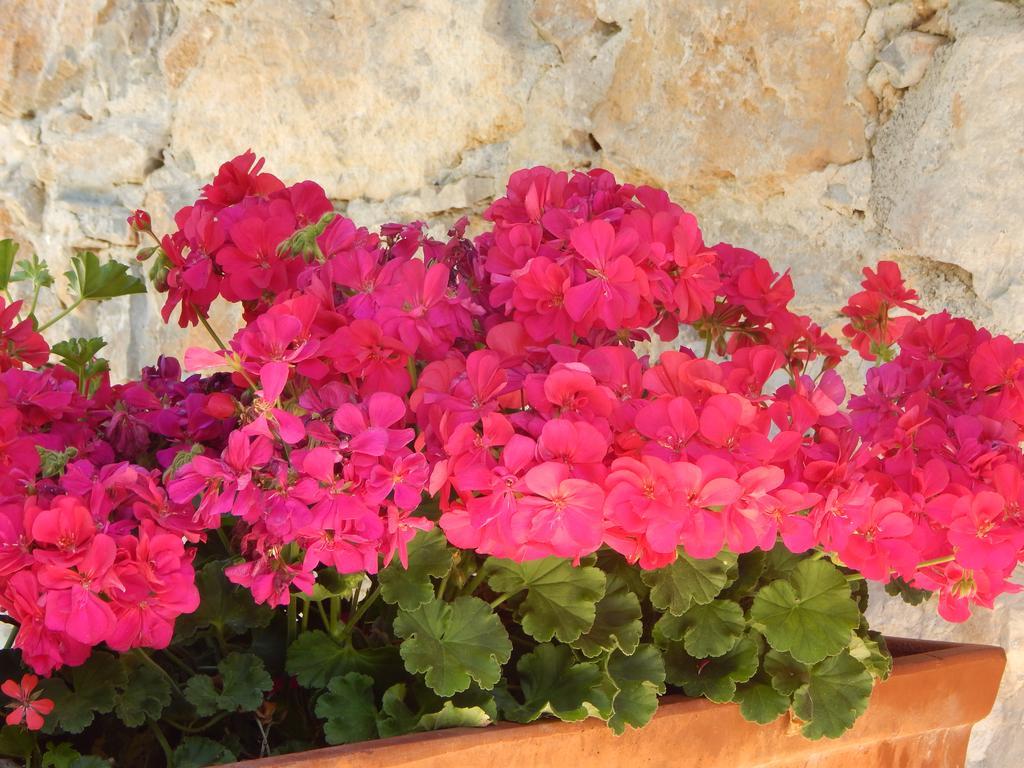 I Lecci Bed & Breakfast Lerici Exterior foto