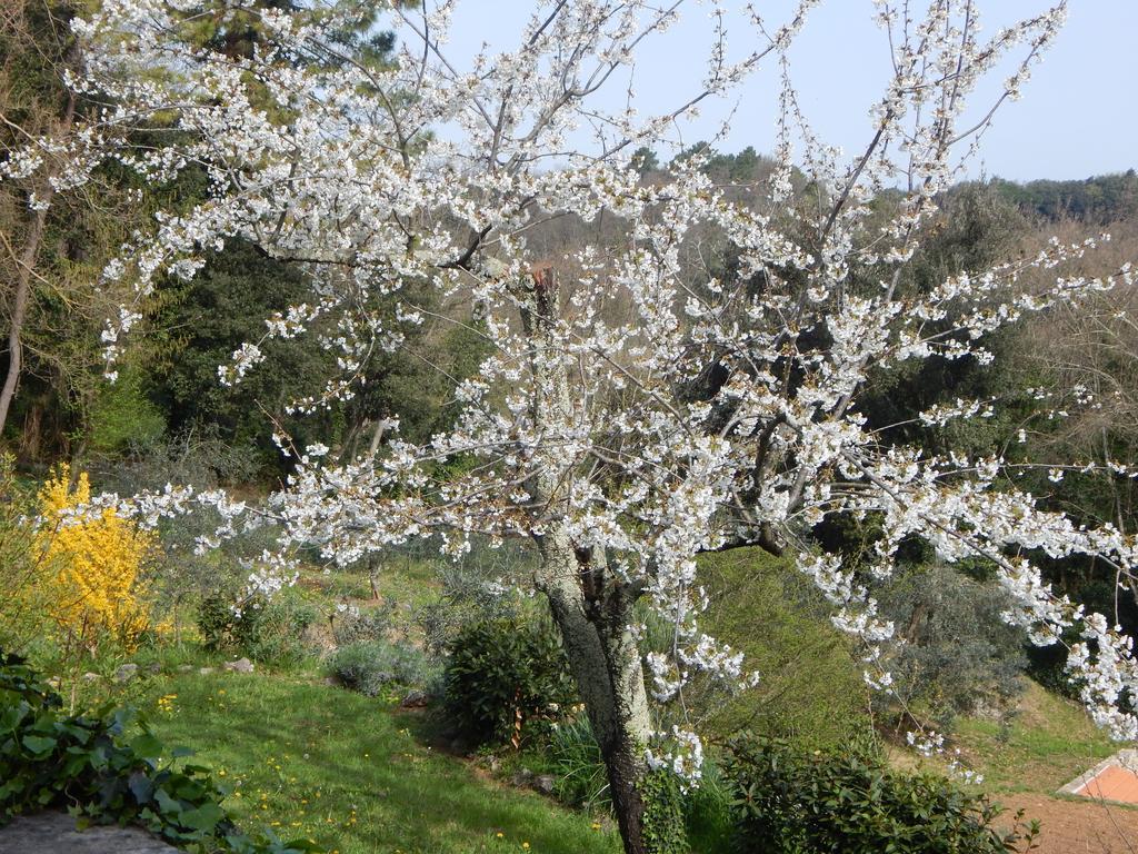 I Lecci Bed & Breakfast Lerici Exterior foto